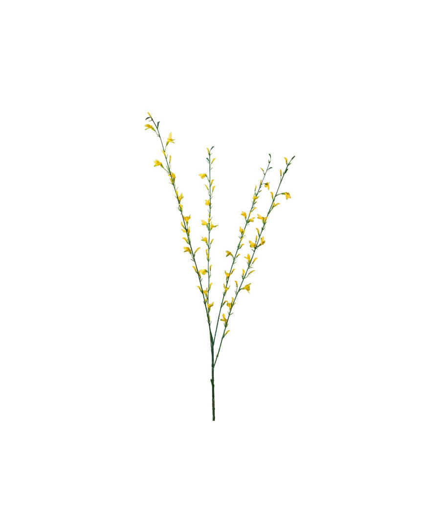 Ginst kvist gul 80 cm