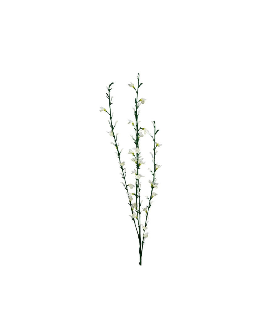 Ginst kvist vit 80 cm