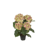 Hortensia konstväxt grön/rosa 30 cm