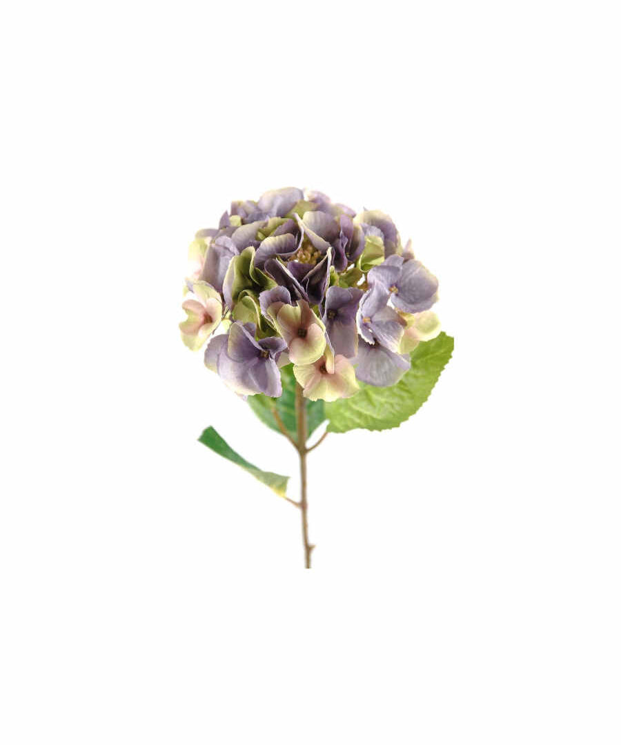 Hortensia snittblomma lila/gul