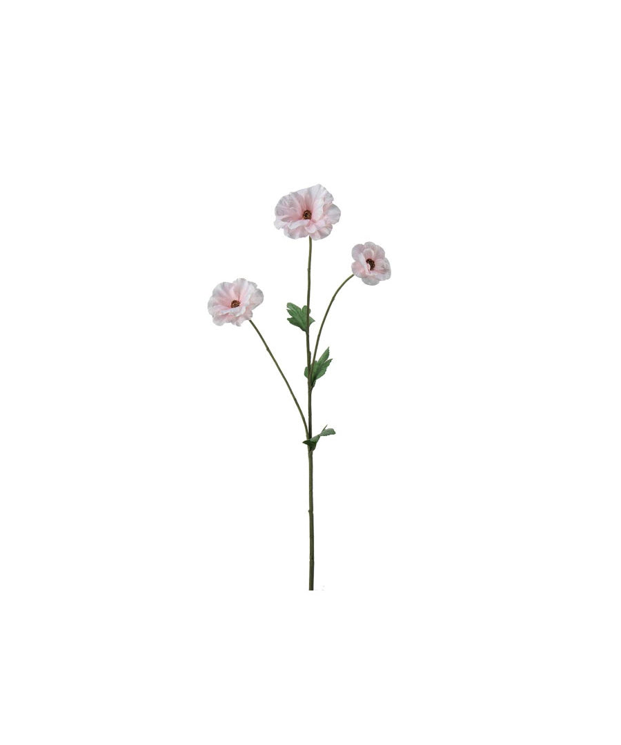 Japansk Ranuncel vit/rosa 62 cm