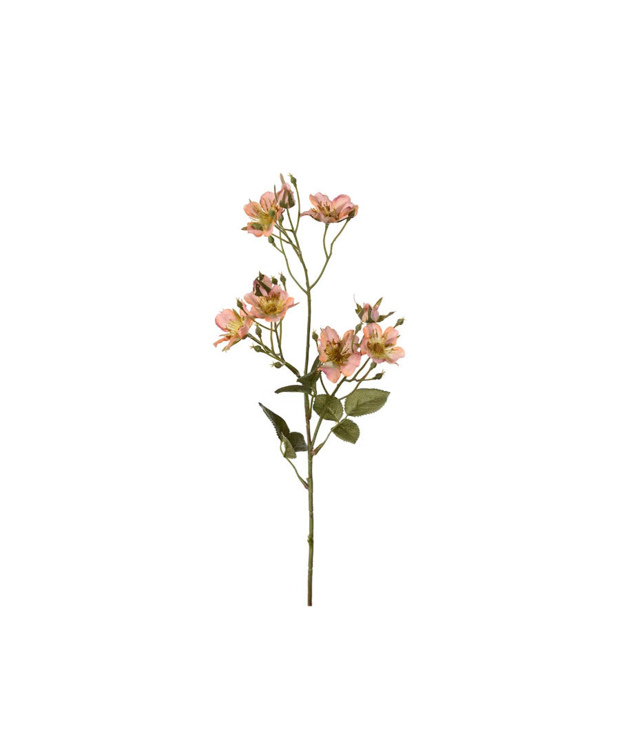 Japansk klätterros aprikos 65 cm