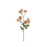 Japansk klätterros aprikos 65 cm