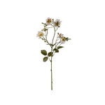 Japansk klätterros vit 35 cm