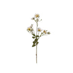 Japansk klätterros vit 65 cm