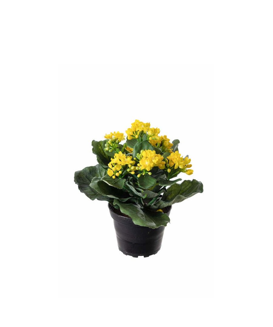 Kalanchoe konstväxt gul 20 cm