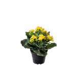 Kalanchoe konstväxt gul 20 cm