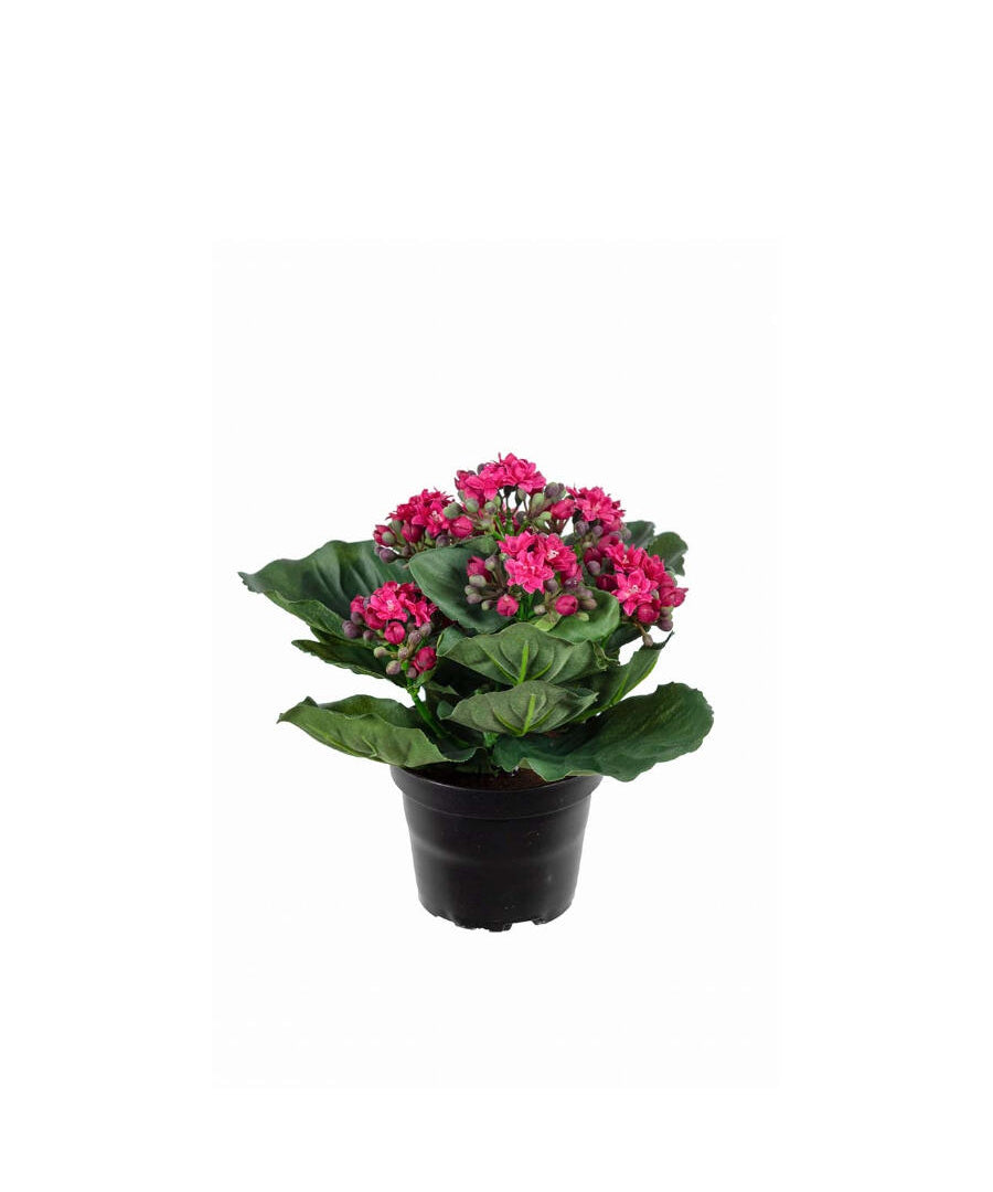 Kalanchoe konstväxt lila 20 cm