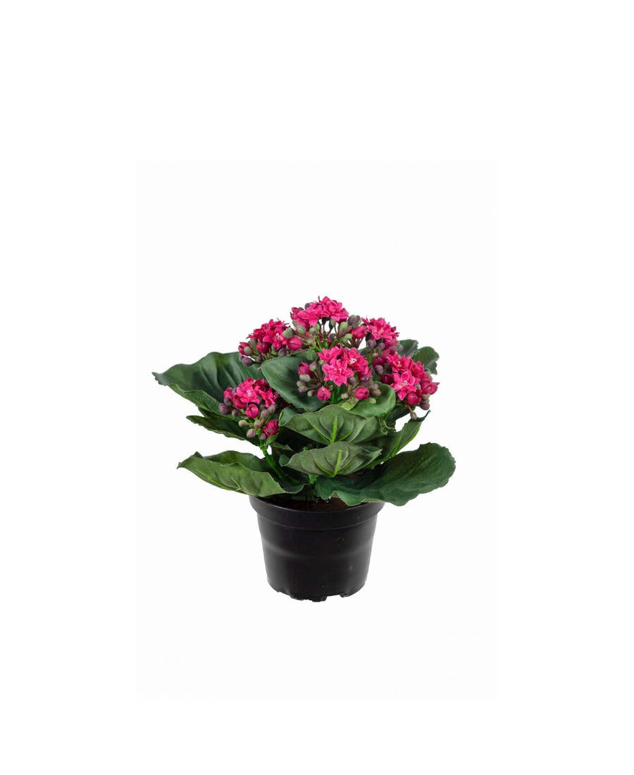Kalanchoe konstväxt lila 20 cm