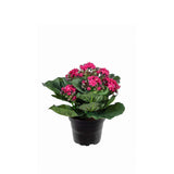 Kalanchoe konstväxt lila 20 cm