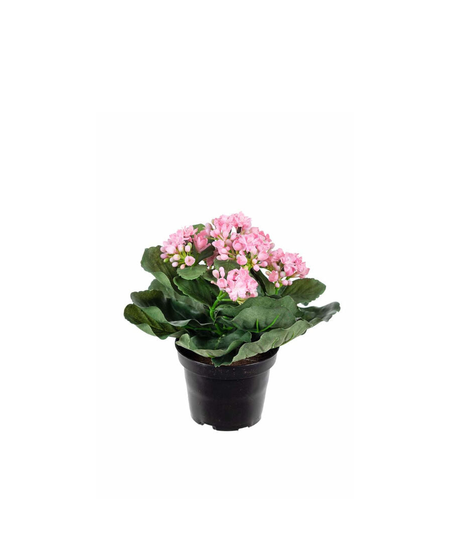 Kalanchoe konstväxt ljusrosa 20 cm