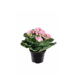 Kalanchoe konstväxt ljusrosa 20 cm