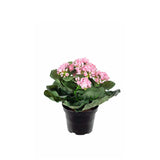 Kalanchoe konstväxt ljusrosa 20 cm