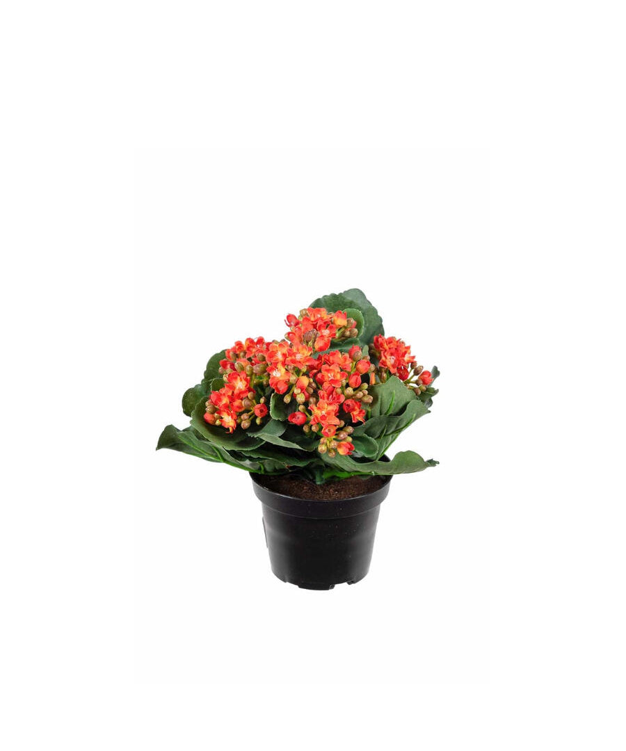 Kalanchoe konstväxt orange 20 cm