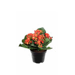 Kalanchoe konstväxt orange 20 cm