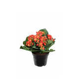 Kalanchoe konstväxt orange 20 cm