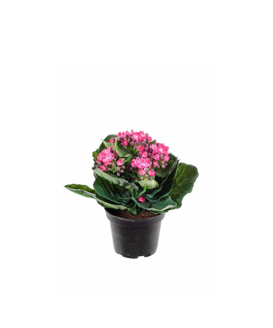 Kalanchoe konstväxt rosa 20 cm