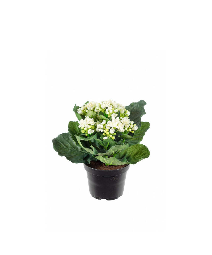 Kalanchoe konstväxt vit 20 cm