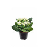 Kalanchoe konstväxt vit 20 cm