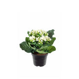 Kalanchoe konstväxt vit 20 cm
