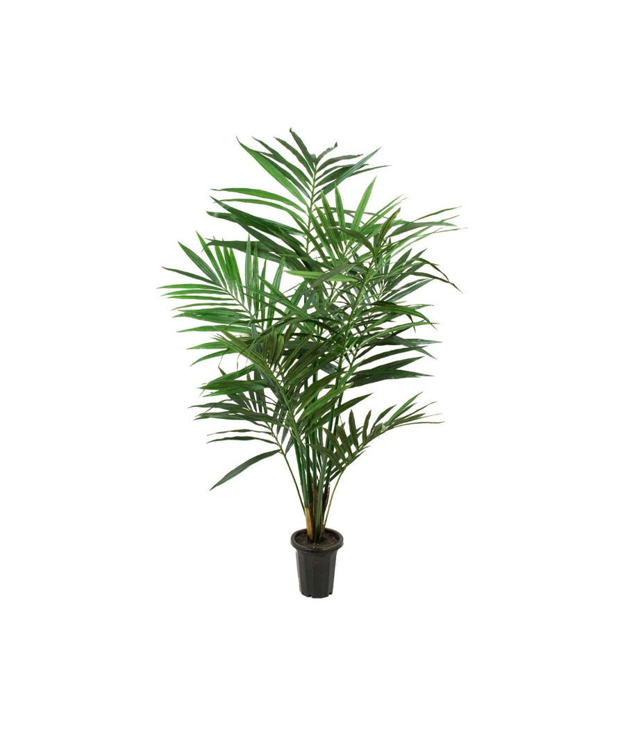 Kentia palm konstträd 150 cm