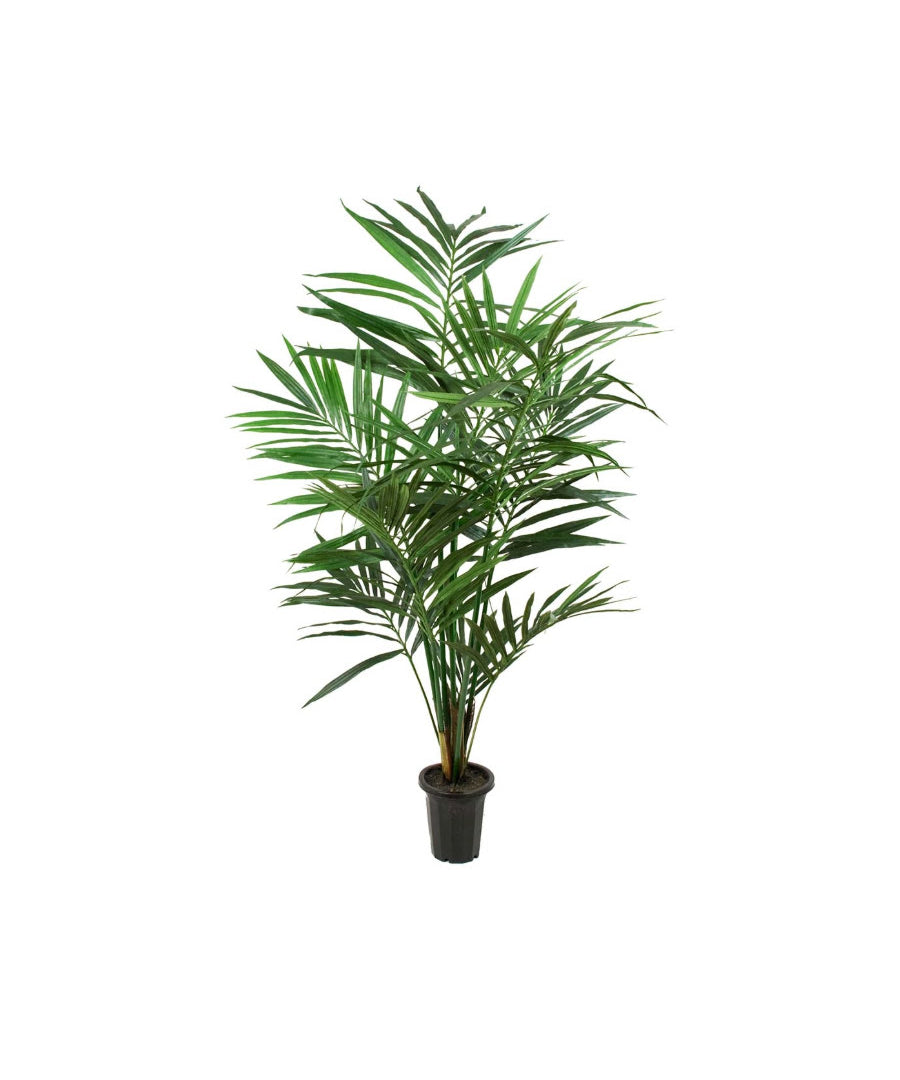 Kentia palm konstträd 180 cm