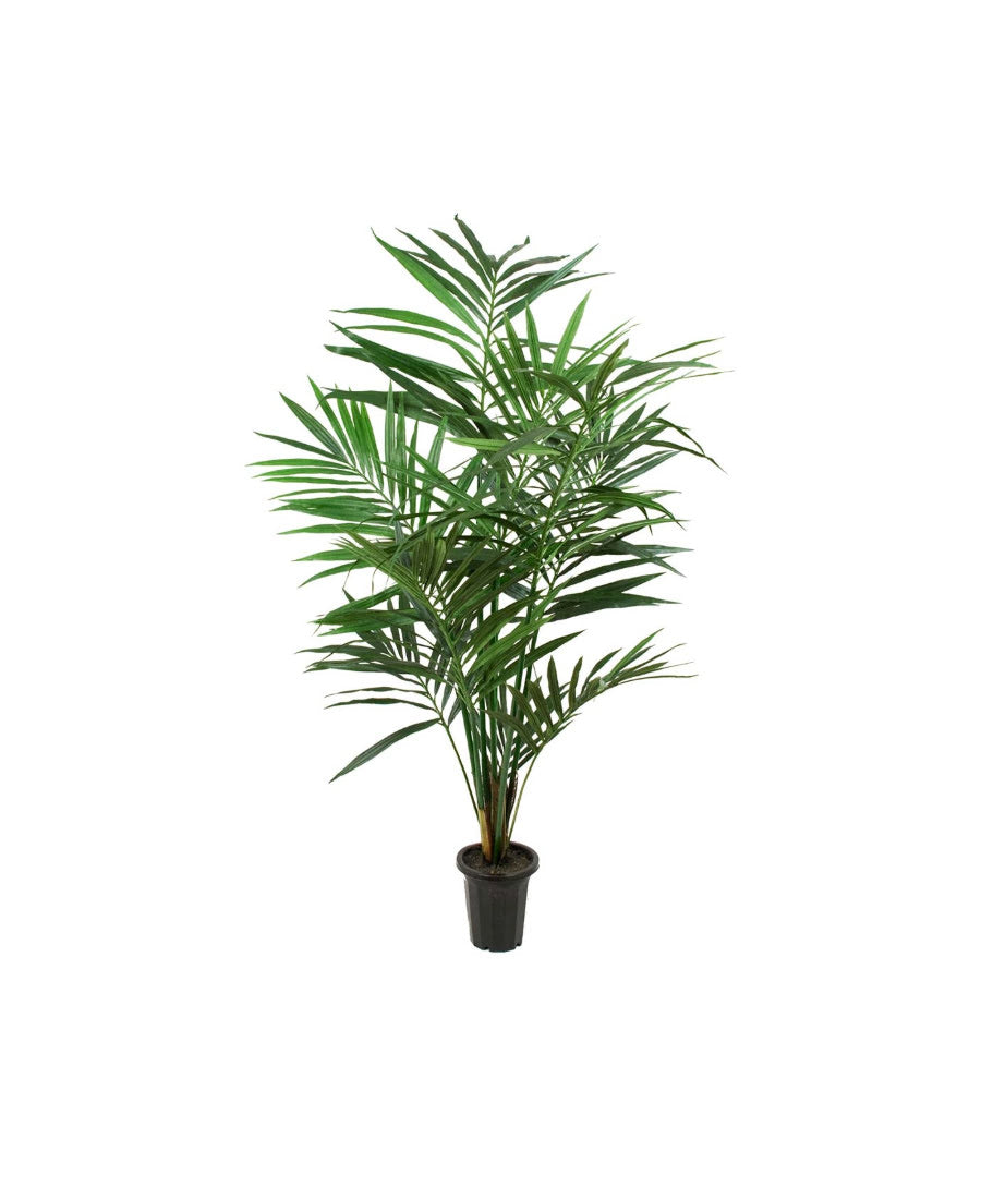 Kentia palm konstträd 180 cm