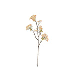 Lönnblomma persika 70 cm