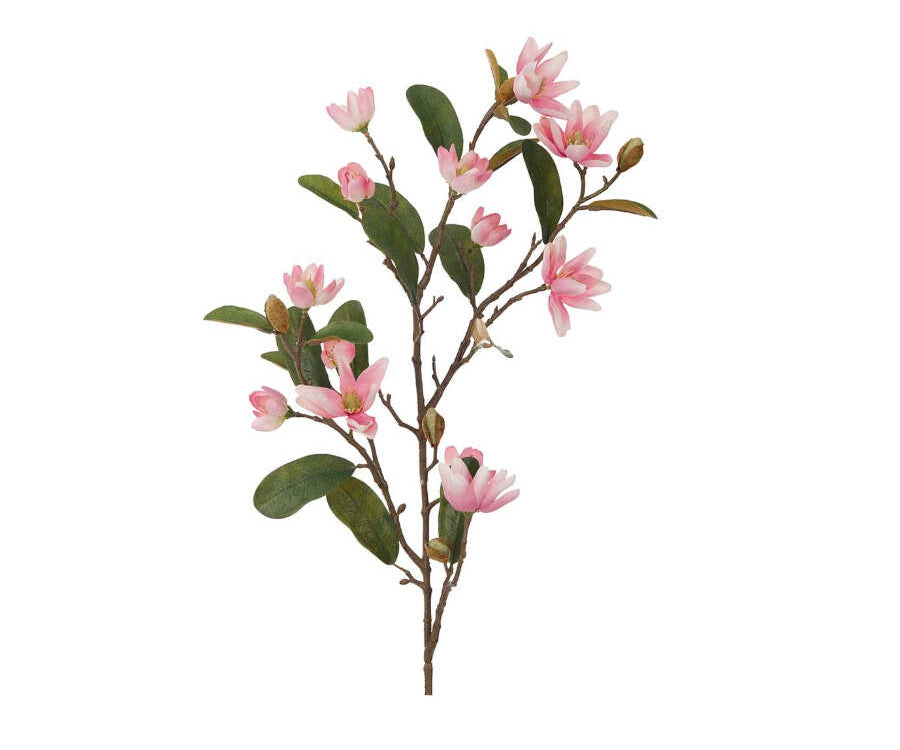 Magnolia snittblomma rosa
