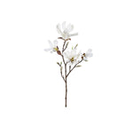 Magnolia snittblomma vit 50 cm