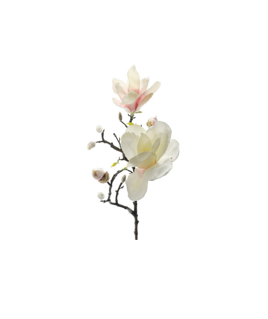Magnolia snittblomma vit/rosa