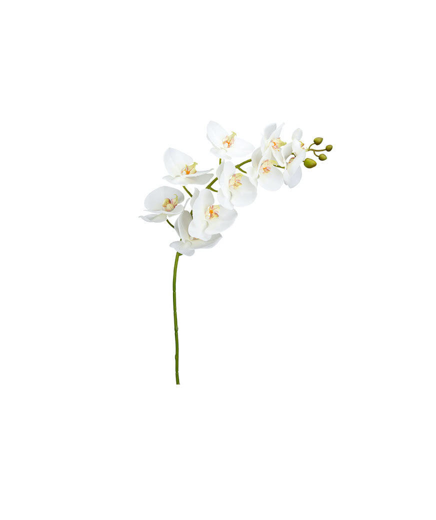 Orkidé snittblomma vit
