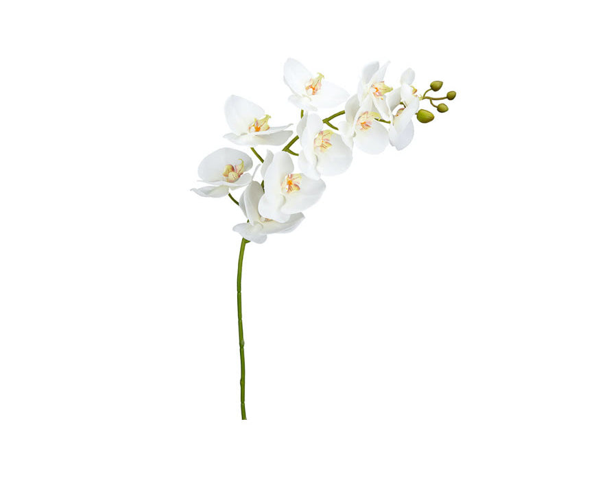 Orkidé snittblomma vit