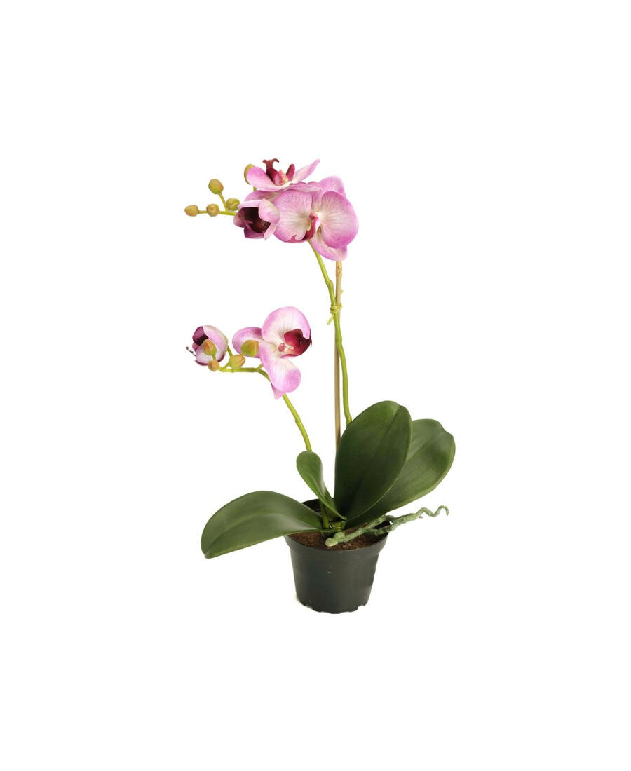 Phalaenopsis konstväxt grön/lila