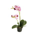 Phalaenopsis konstväxt grön/lila