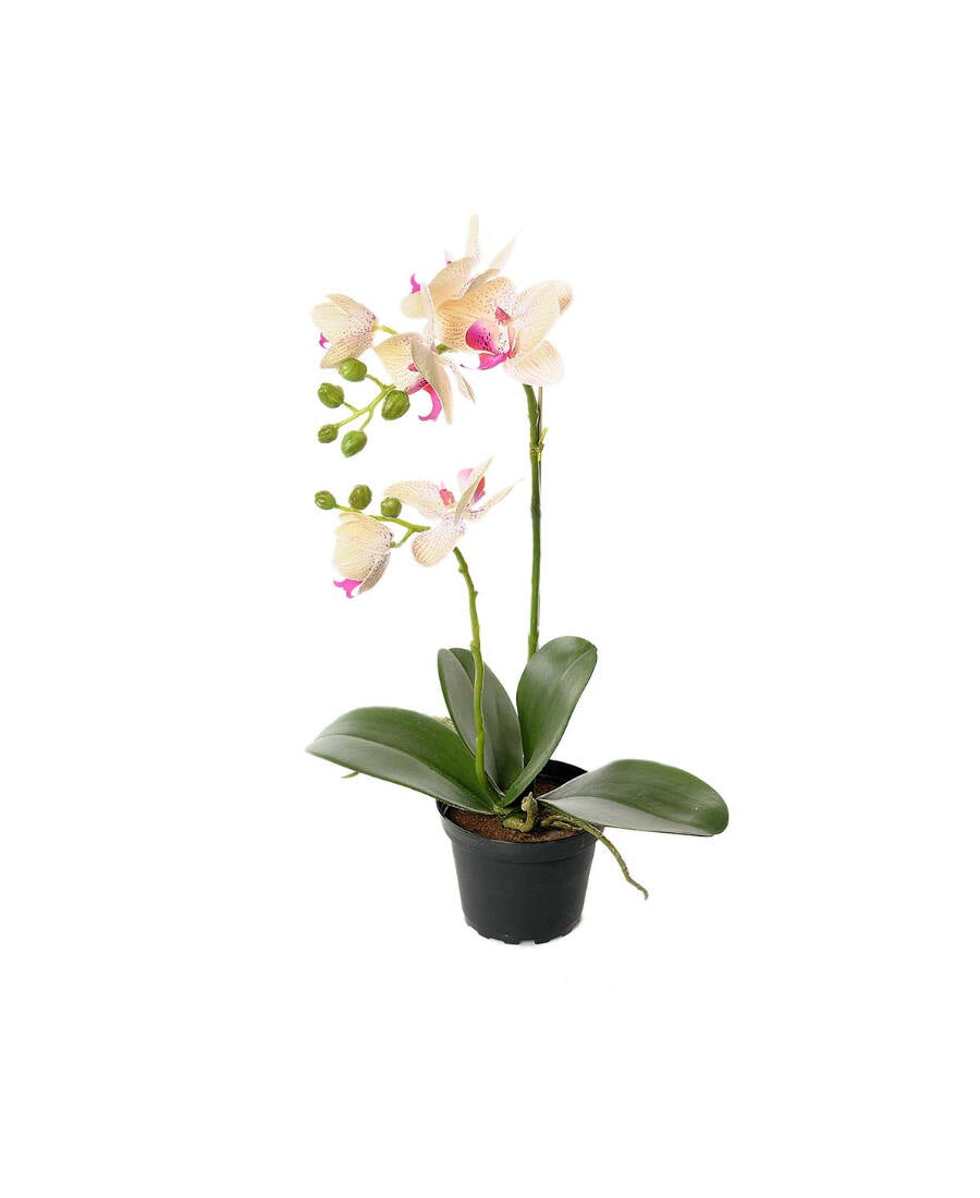 Phalaenopsis konstväxt grön/rosa