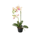 Phalaenopsis konstväxt grön/rosa