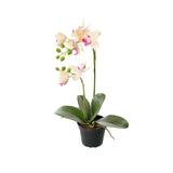 Phalaenopsis konstväxt grön/rosa