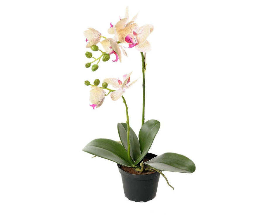 Phalaenopsis konstväxt grön/rosa