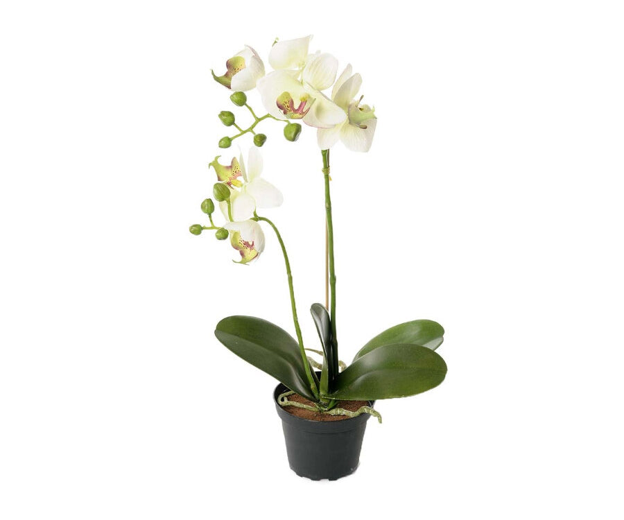 Phalaenopsis konstväxt grön/vit
