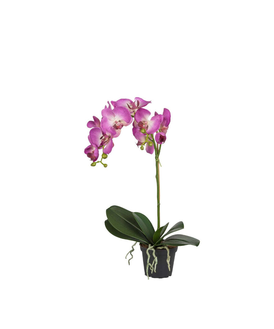 Phalaenopsis konstväxt lila 60 cm