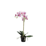 Phalaenopsis konstväxt ljuslila 60 cm