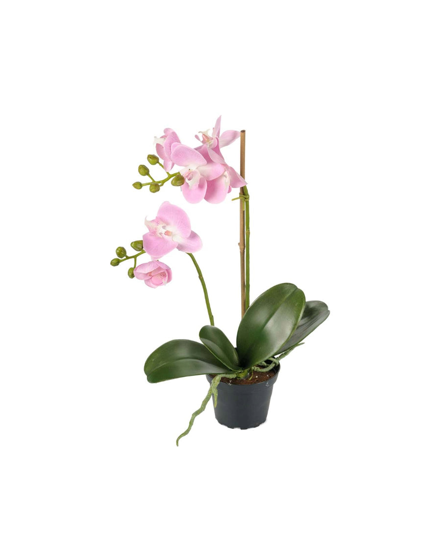 Phalaenopsis konstväxt ljusrosa