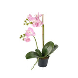 Phalaenopsis konstväxt ljusrosa