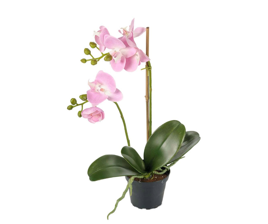Phalaenopsis konstväxt ljusrosa
