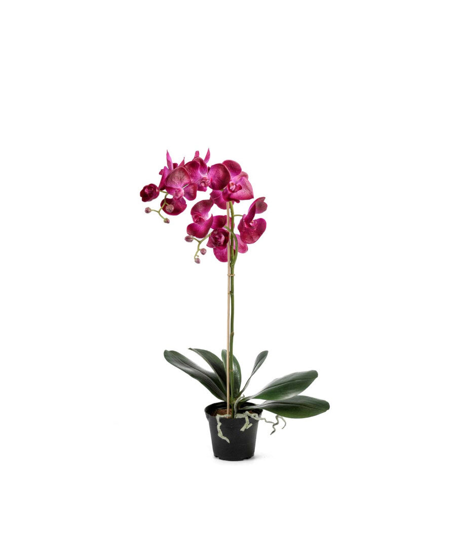 Phalaenopsis konstväxt mörklila 60 cm