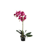 Phalaenopsis konstväxt mörklila 60 cm