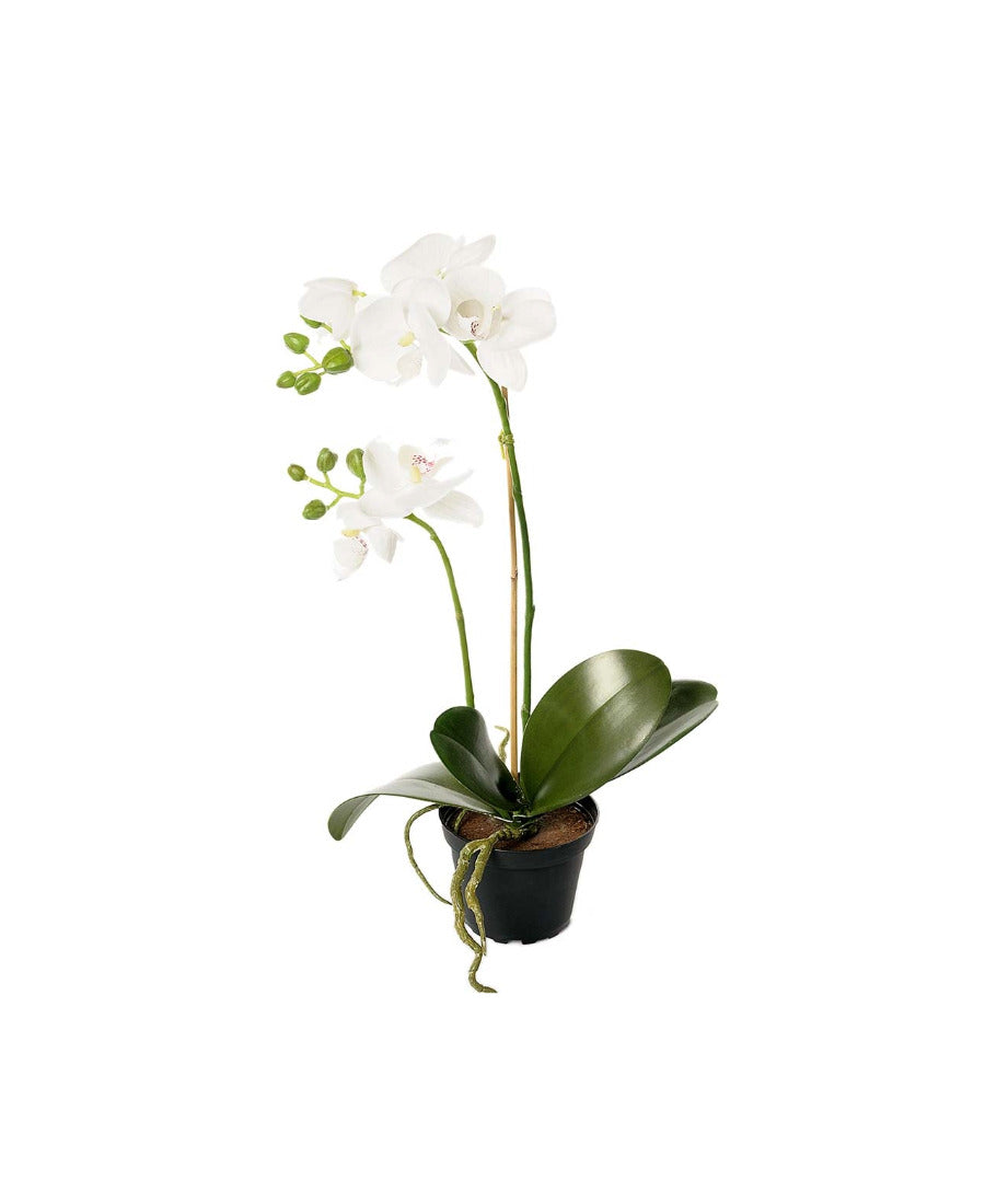 Phalaenopsis konstväxt vit