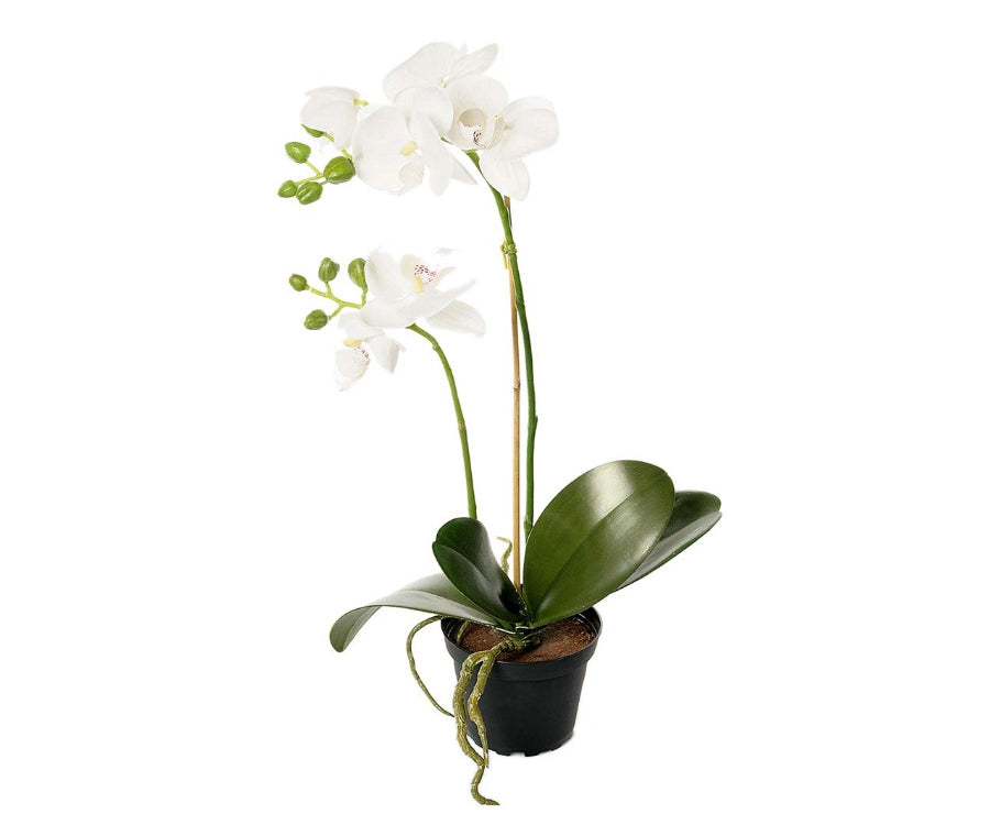 Phalaenopsis konstväxt vit