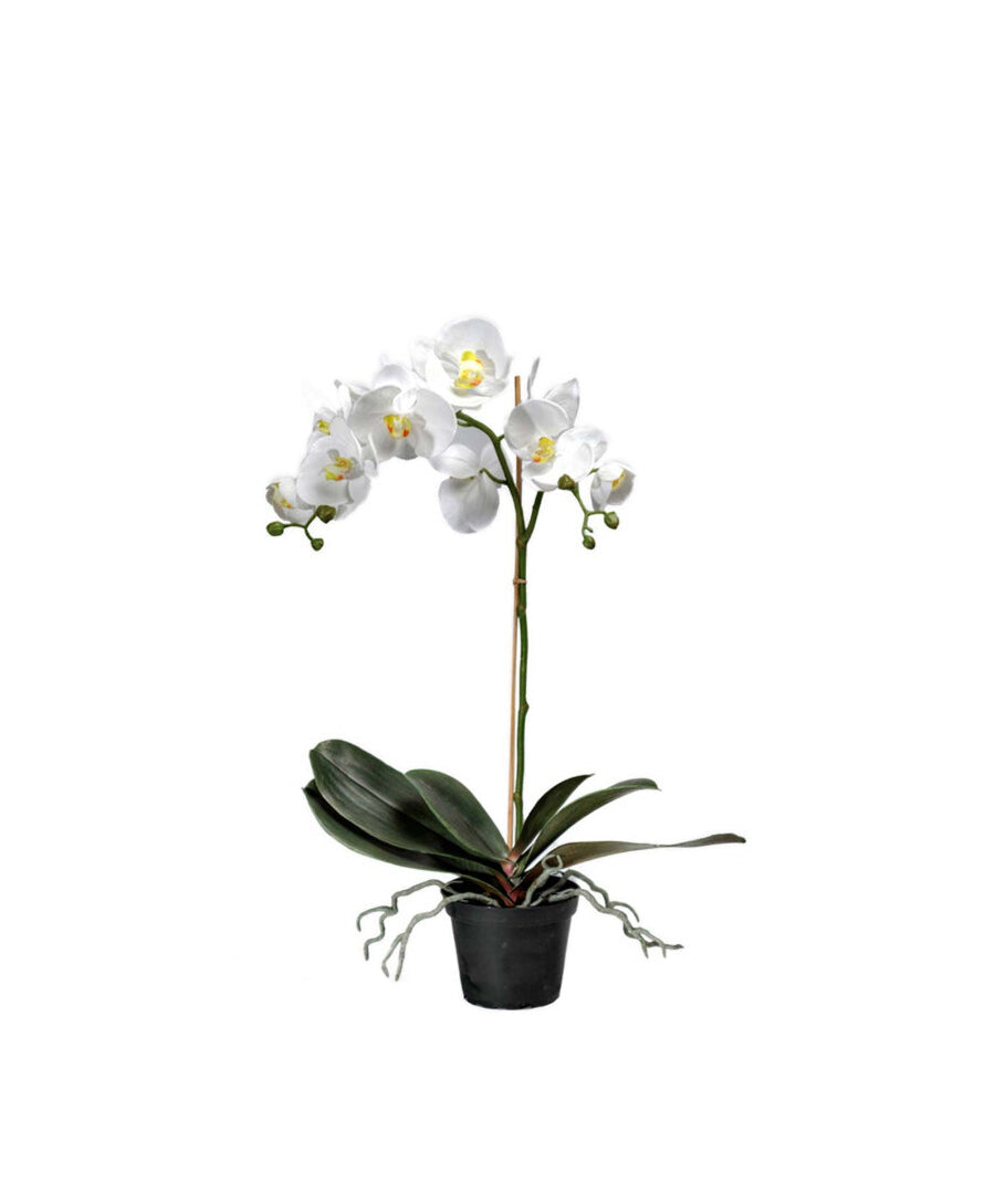 Phalaenopsis konstväxt vit 60 cm